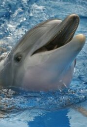 Winter The Dolphin